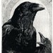 Sale-- MOTHERHOOD-Black Madonna and Child - Raven (bird, Christ, Virgin Mary, crow) Series. etching 5 inch x 7 inch 2011