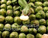 Blank greeting card - Brussel Sprouts - 5in x 7in