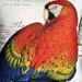 Cotton Pillow Cover Rainbow Maccaw...GORGEOUS