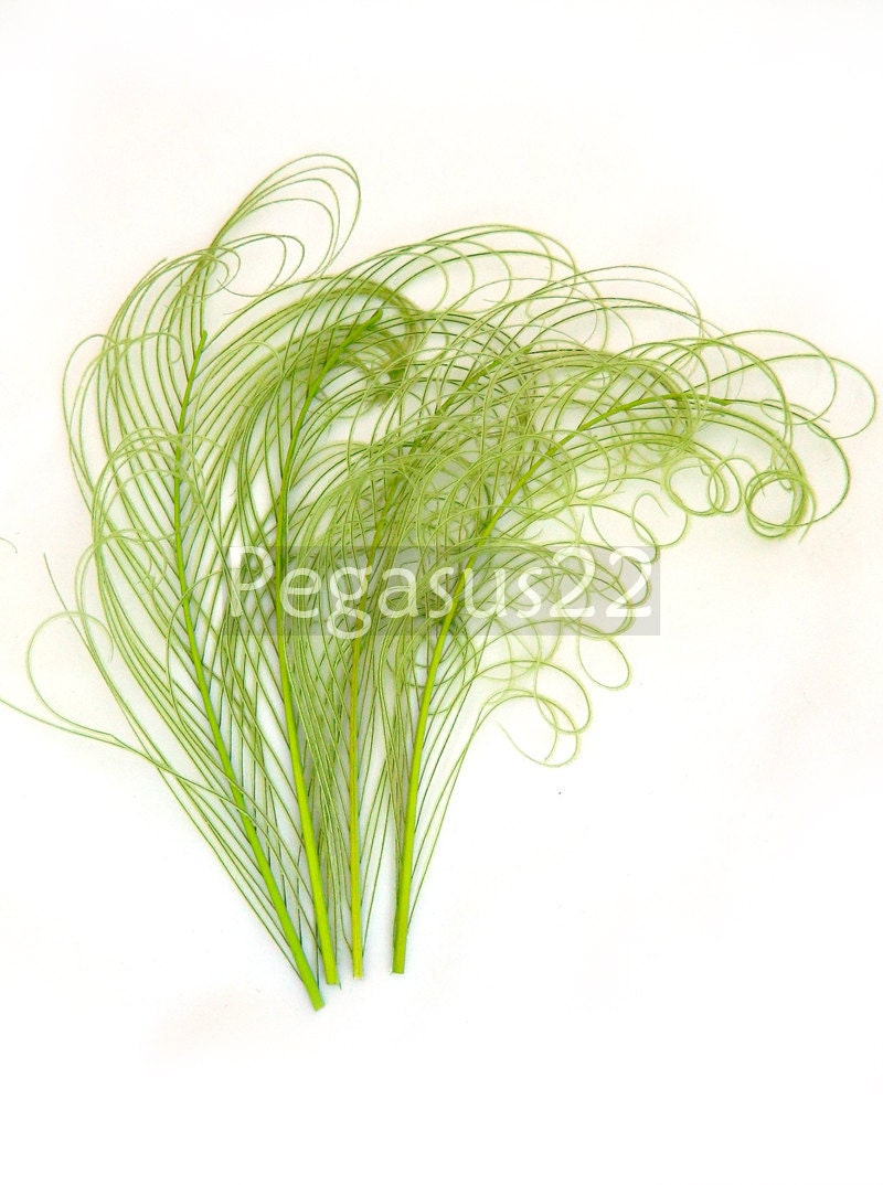 LIME GREEN peacock feather sprigs curled for hats, fascinators, headdresses, and floral arrangements. (5 -8 Inches Long)(4 SPRIGS)