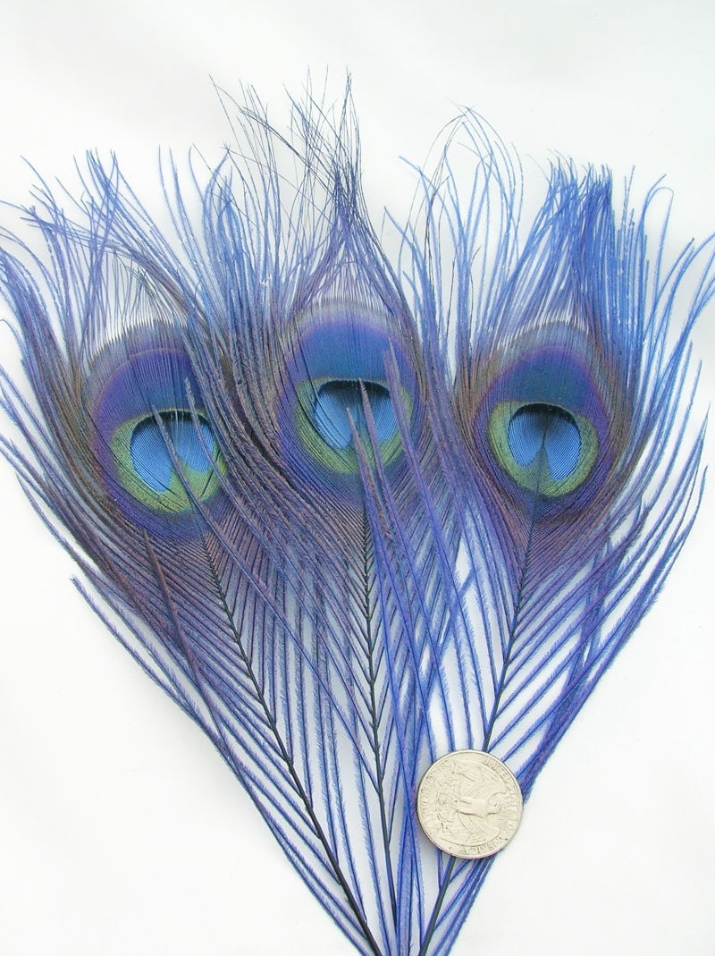 ROYAL BLUE Peacock Feather Eyes. Pristine D.I.Y. by pegasus22