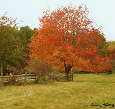 The Autumn Tree 5x7 Photography Print - KindredImages