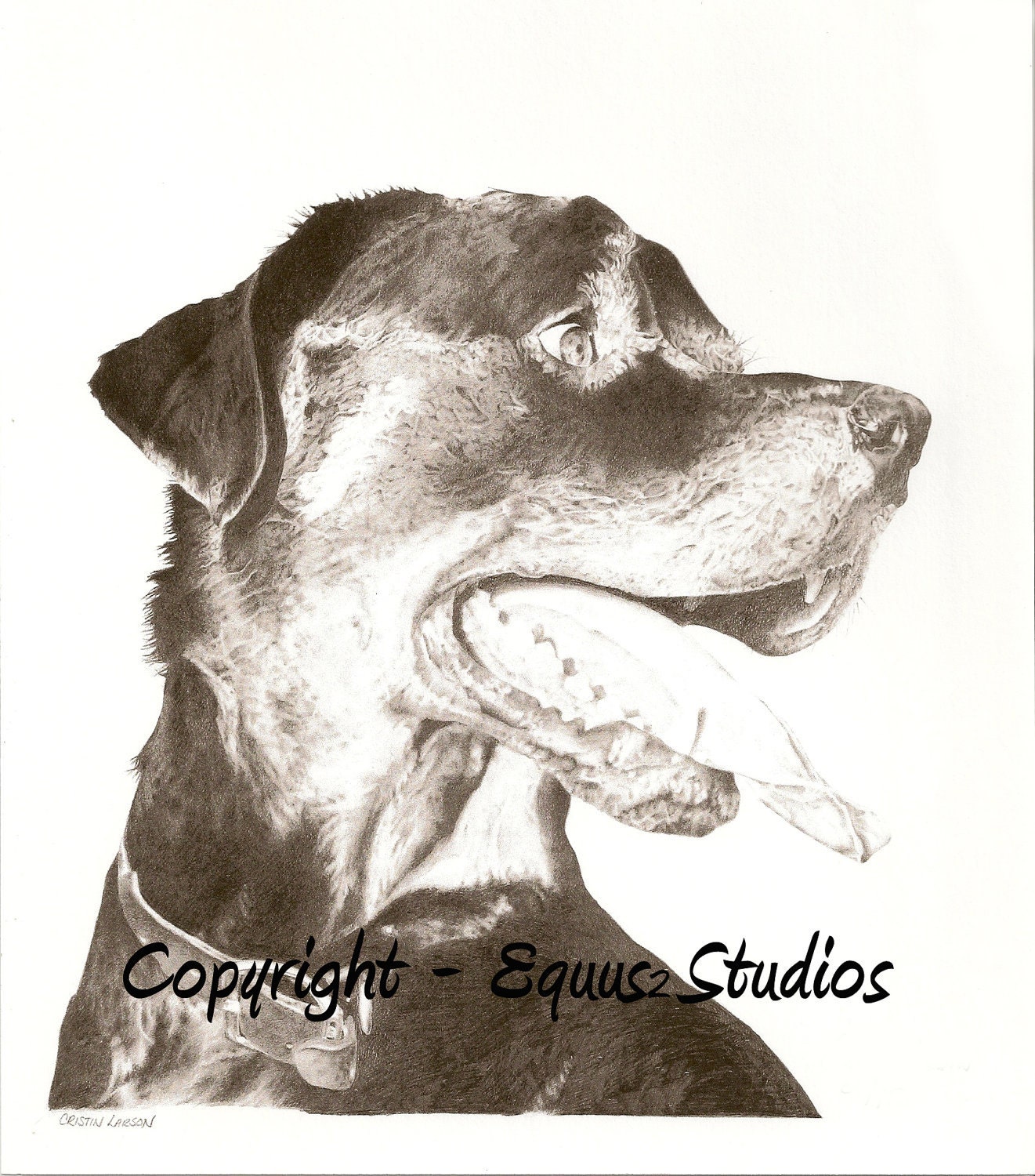 Rottweiler Dog Art, Rottie Head Portrait, 8 x 10" Print of Pencil Drawing, Limited Edition Canine Artwork