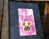 Original Colored Pencil Botanical Drawing, Purple Spring Pansy Viola, 8 x 10" Framed Floral art  Wall Decor