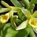 Vanilla Bean Orchids