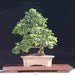 Texas Ebony Bonsai Seeds