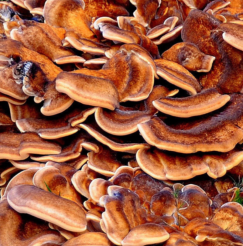 ACEO -Mushroom
