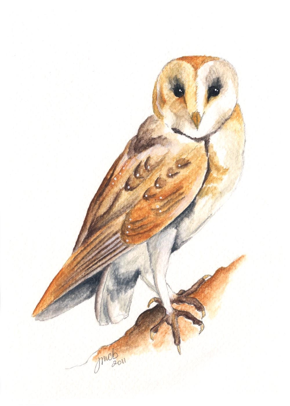 Barn Owl watercolor
