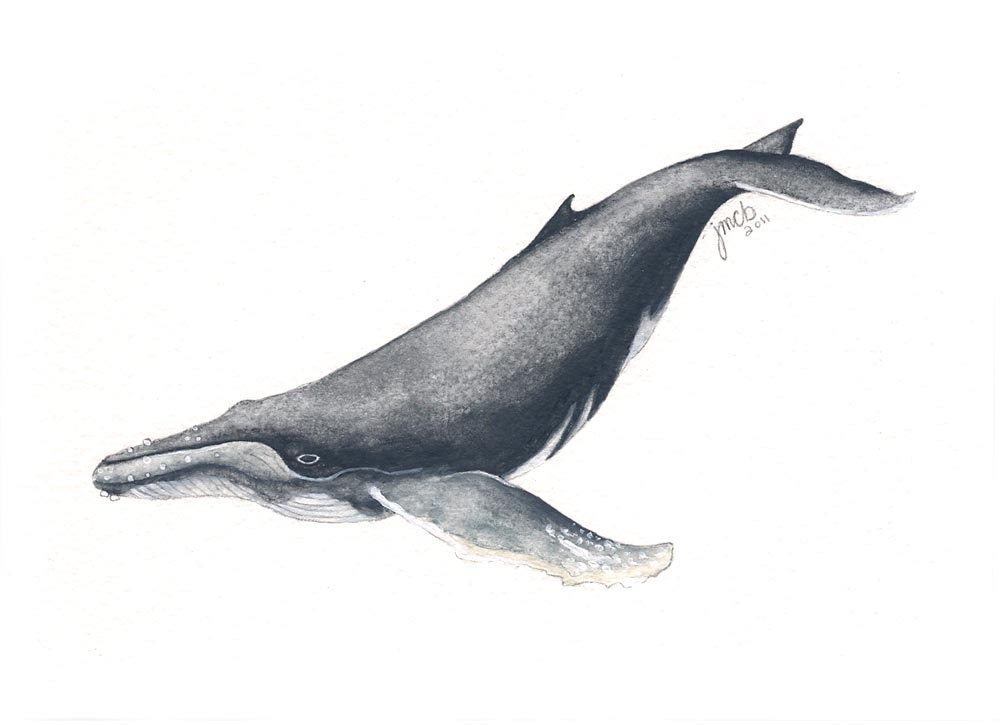 Humpback Whale watercolor