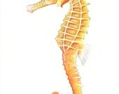 Sea Horse watercolor