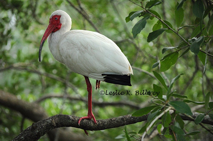 Nature Photography, Animal Photograph, White Ibis, 8x10 Fine Art Nature Print, Wall Decor, Home Decor