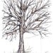 Winter Tree Leaves Pen and Ink Drawing Original ACEO