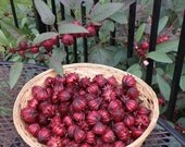 Hibiscus Sabdariffa Seeds