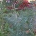 Dill Seed (Anethum graveolens) Organically Grown