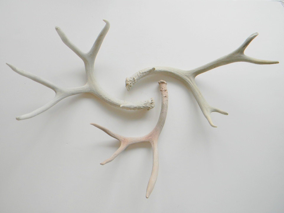 Trio of Three medium-to-Large White-ish aged and weathered antler sheds