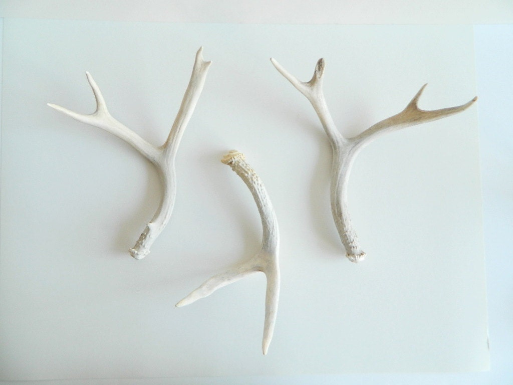 white antlers