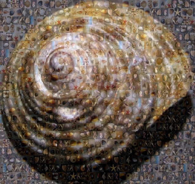 Sea Shell--8x10