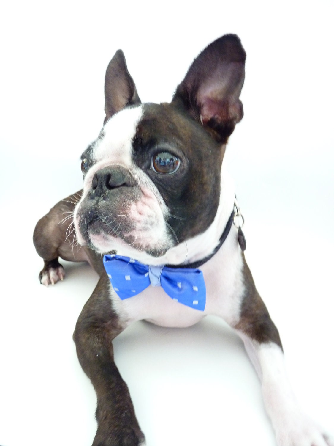 Pet Bow Tie / The "BubbaBow" Tie for Happy Pets- Blue Silk / Ready to Ship