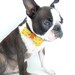Pet Bow Tie / The "BubbaBow" Tie for Happy Pets Vietnamese Silk with Leather Accent / Ready to Ship
