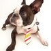 Groovy Vintage Pet Tie --The "Bubba Tie" for Happy Pets Vintage Stripes