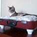 Upcycled Vintage Suitcase Pet Bed - Redish Orange Tweed - Black Handle with White Short Legs - Floral Pillow - Eco Earth Friendly
