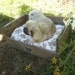 reserved Upcycled Country Pet Bed - Wooden Fruit Crate - Upcycled Shabby Chic - 2 dollars goes to carescatshelter
