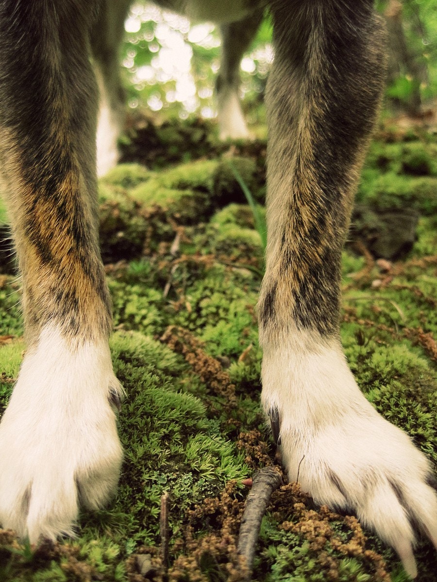 Little Dog. Big World. Photograph. 8 x 10