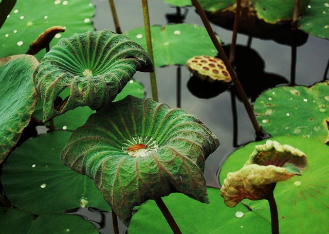 Fluidity - 5x7 Fine Art Lotus Pond Nature Photography Print - Green Bali Zen Wall Art for the Home and Office