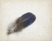 Blue and Gray Feather Photo Peacock Feather  11x14  archival photo
