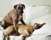 Animal Photography Dog Portrait For Him Dog Photo Boxer Portrait of Fifi and Pierre 8x10 Fine Art Photograph