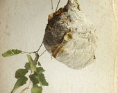 Rustic Natural  Wall Decor Wasps Nest  Neutral Natural History 16x20