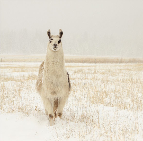 Animal Photography Llama in the Snow Animal Photograph of a Llama - lucysnowephotography