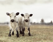Cow Art White Twin Calves French Country DecorFine Art Photography - lucysnowephotography
