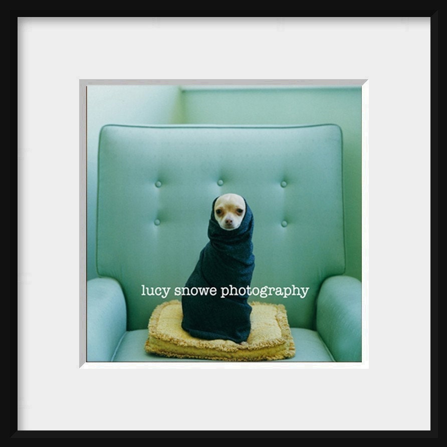 CHIHUAHUA IN A SCARF FINE ART PHOTO 8X8
