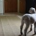 Baby Lamb in the kitchen 8x10 Fine Art Photograph