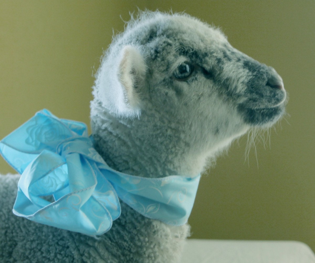 Holiday Sale Baby Lamb A Portrait 8x10 Fine Art Photograph