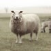 Sheep Art French Country Nursery Photo Fine Art Photography Ewe and Lamb in the Fog 8x10