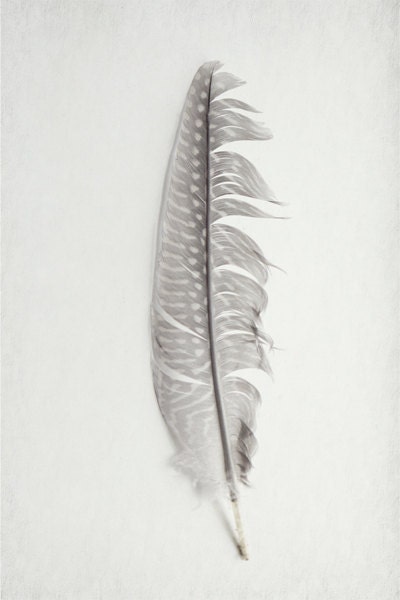 Guinea Feather  Art  Photo  8x12  Black and White Fine Art Photograph