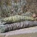 Large Desert Sage Smudge Wand