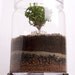 George Washington's Boxwood