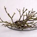Box of Dead Moss-Covered Sticks from the Pacific Northwest
