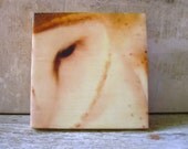 Barn Owl Painting Encaustic Original Bird Art Beeswax Owl Raptor Wildlife
