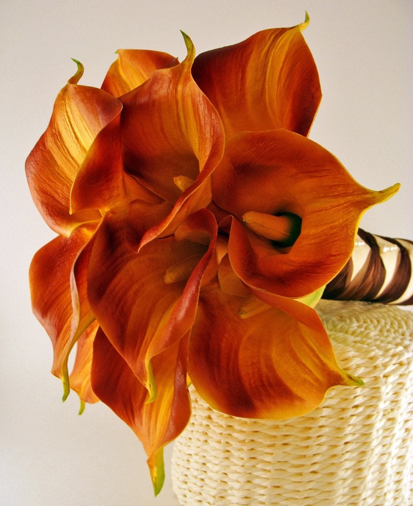 Coloured Calla Lilies