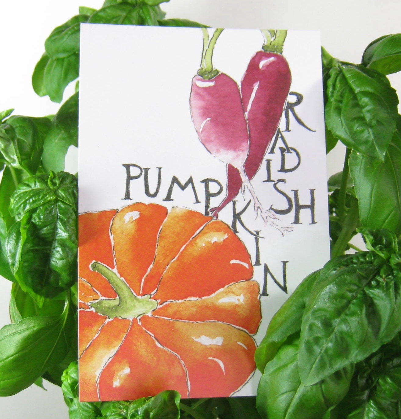 Three Radish and Pumpkin Postcards, gardening quotation on back, 4 in x 6 in, silky smooth cardstock