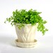 Vintage White Pottery Planter