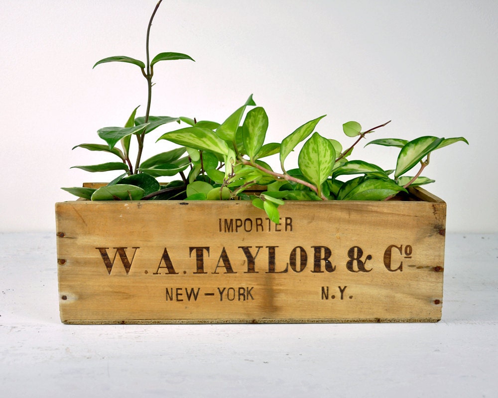 Vintage Wood Champagne Box / Repurposed Planter