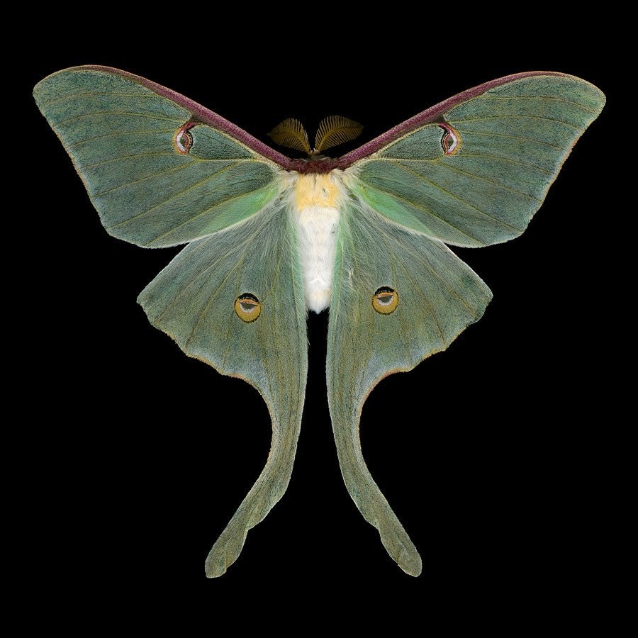 Albums 93+ Pictures Images Of Luna Moths Stunning