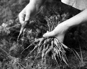 Carrot Harvest - Selenium toned silver gelatin photograph