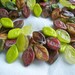 Czech glass pressed LEAF beads 12X7mm Lime/ Rusty Toffee/ Brick Red Picasso Mix (56pcs)
