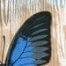 Butterfly Art Print